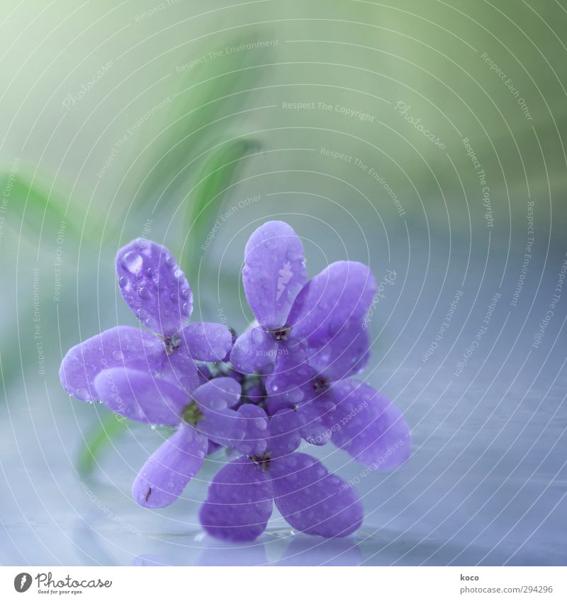 lila frühlingstraum Umwelt Natur Pflanze Wassertropfen Frühling Sommer Blume Blatt Blüte Tropfen Blühend Wachstum ästhetisch einfach Freundlichkeit Fröhlichkeit
