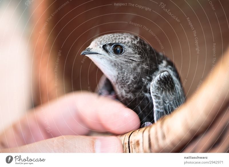 Mauersegler Jungvogel Sommer Mensch Hand Finger Tier Wildtier Vogel Tiergesicht Flügel mauersegler 1 Tierjunges beobachten festhalten hocken Blick frei Neugier