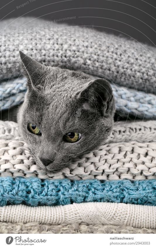 Rusisch blau Katze Lifestyle elegant Wohlgefühl Erholung ruhig Winter Häusliches Leben Tier Haustier Russisch Blau 1 Decke Strickdecke Seil beobachten liegen