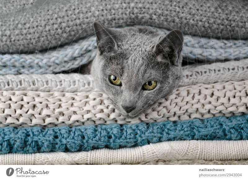 Russisch Blau Katze Lifestyle elegant Erholung Häusliches Leben Herbst Winter Tier Haustier Tiergesicht russisch blau 1 Decke Textilien Strickmuster Seil