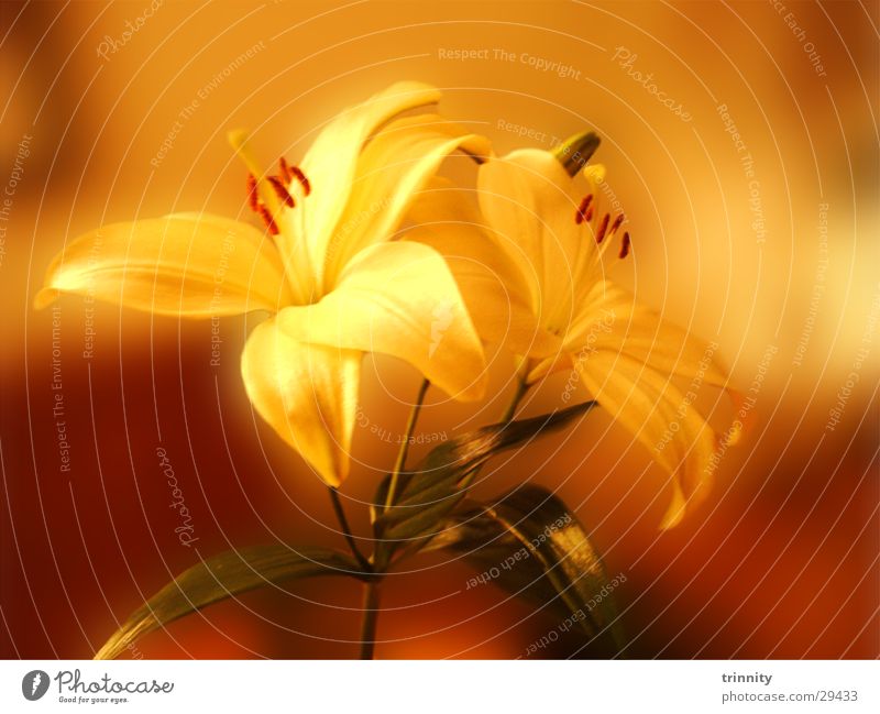 Lilien Pflanze Blume Stimmung weich Natur schön Makroaufnahme sanft Blumenschmuck Dekoration & Verzierung