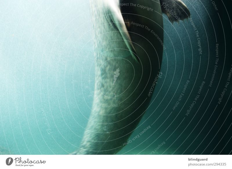 Hoch Tier Wasser Sonnenlicht Aquarium Seehund Robben 1 Jagd Schwimmen & Baden ästhetisch schön nass blau grau grün schwarz türkis beweglich Leben elegant