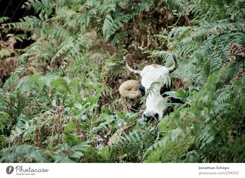 Korsika XXXVIII Kuh Pflanze Außenaufnahme Vieh Horn Kopf grün weiß braun 1 Tierporträt freilaufend wandern Bauernhof verstecken Maske erschrecken wild Farn