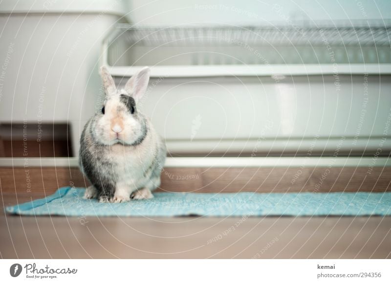 Wer sich zuerst bewegt, verliert Ostern Tier Haustier Tiergesicht Fell Krallen Pfote Hase & Kaninchen Zwergkaninchen Zwerghase Osterhase Hasenohren 1 Blick