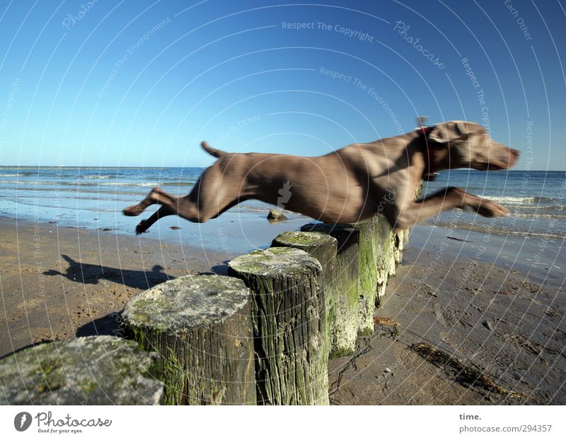 Frühlingslust • Hund springt an der sonnigen Ostsee über eine Buhne Umwelt Natur Sand Wolkenloser Himmel Schönes Wetter Wellen Küste Strand Tier Haustier 1