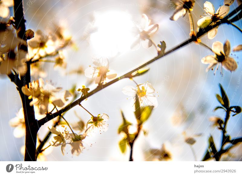 Mirabellenblüte im Gegenlicht Natur Pflanze Baum Nutzpflanze Wildpflanze springen Blüte weiß wild Frühling hell Sonne Obstbaum romantisch strahlend sonnig nah