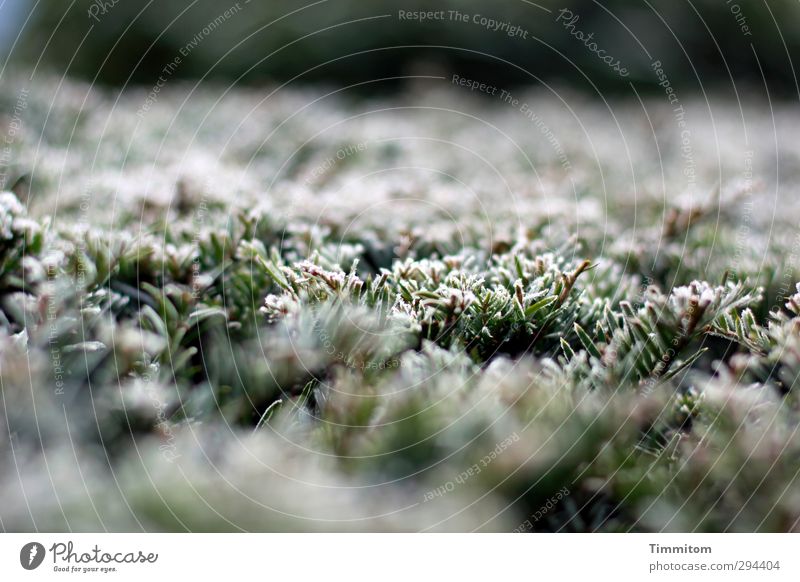 Frostspitzen. Natur Pflanze Winter Eis Hecke einfach kalt natürlich grün weiß Gefühle gefroren Raureif Farbfoto Gedeckte Farben Außenaufnahme Nahaufnahme