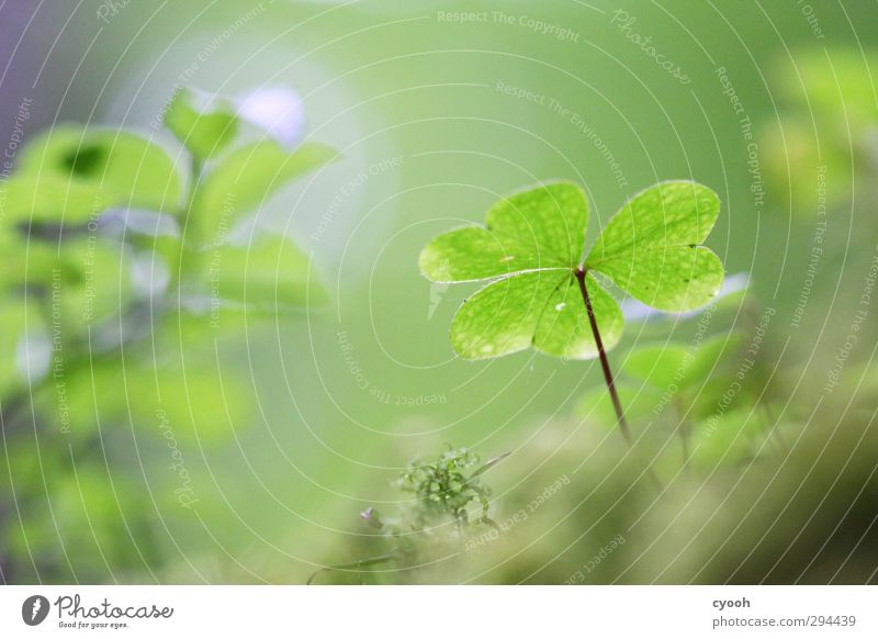 Glücksklee II Natur Wassertropfen Frühling Sommer Pflanze Moos Wald leuchten dehydrieren Wachstum dunkel frisch kalt nass neu saftig blau grün Kleeblatt feucht