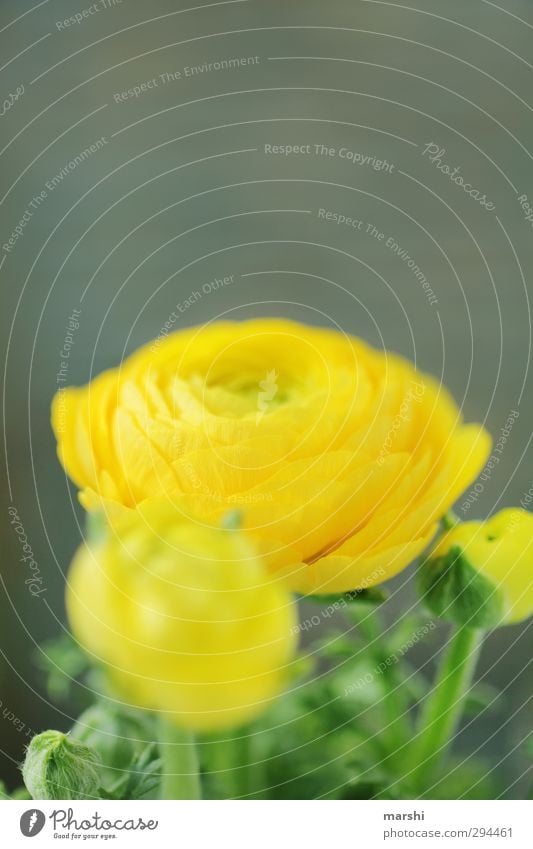 ranunkelkabunkel Natur Pflanze Blume gelb Ranunkel Trollblume Blühend Frühling Blütenblatt Duft Farbfoto Nahaufnahme Detailaufnahme Tag