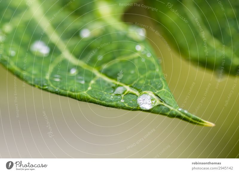 Wassertropfen auf einem grünen Blatt Hintergrund Schönheit hell Schaumblase Nahaufnahme Kondenswasser Tau Tropfen Tröpfchen Ökologie Umwelt Frische Garten