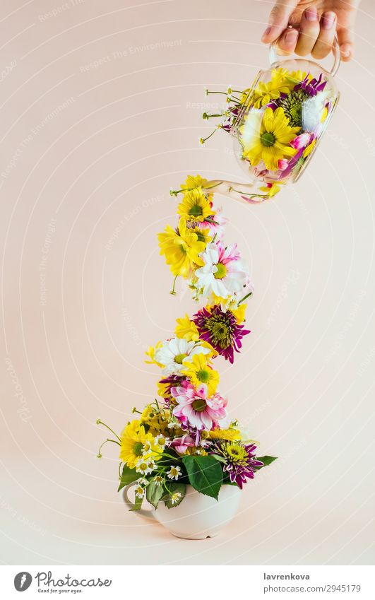 Teekanne aus Glas mit verschiedenen Blumen, die in die Tasse gegossen werden. Pastellton selektiv Halt Hand eingießen zugießen Becher Glaskessel Entwurf