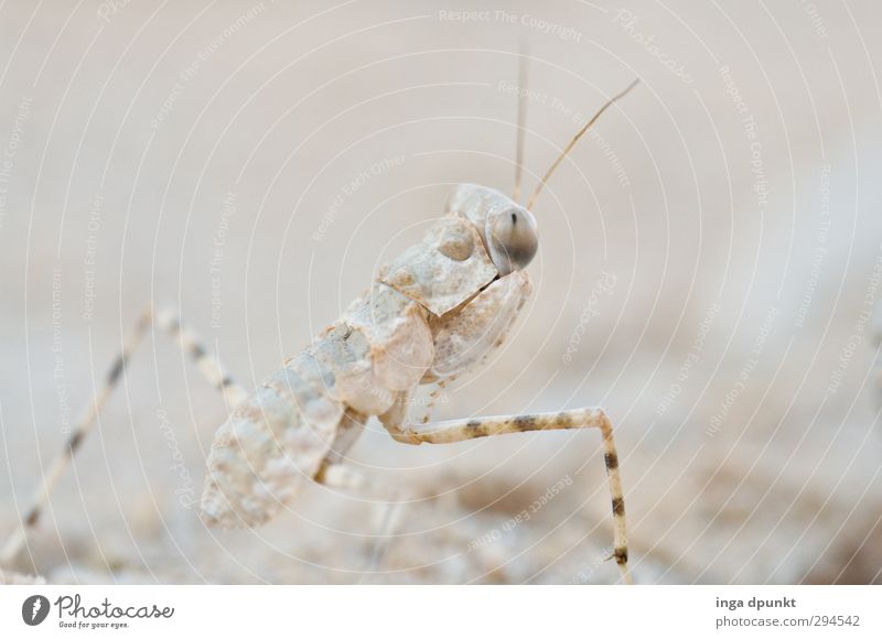 Tarnfärbung Umwelt Natur Tier Wildtier Insekt Wüste Wüste Judäa Negev Fühler Auge Blick 1 krabbeln Tarnung Tarnfarbe Farbfoto Gedeckte Farben Außenaufnahme