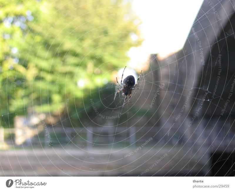 Spiderman Spinne Sommer Spinnenweben Brücke Abwasserkanal Natur
