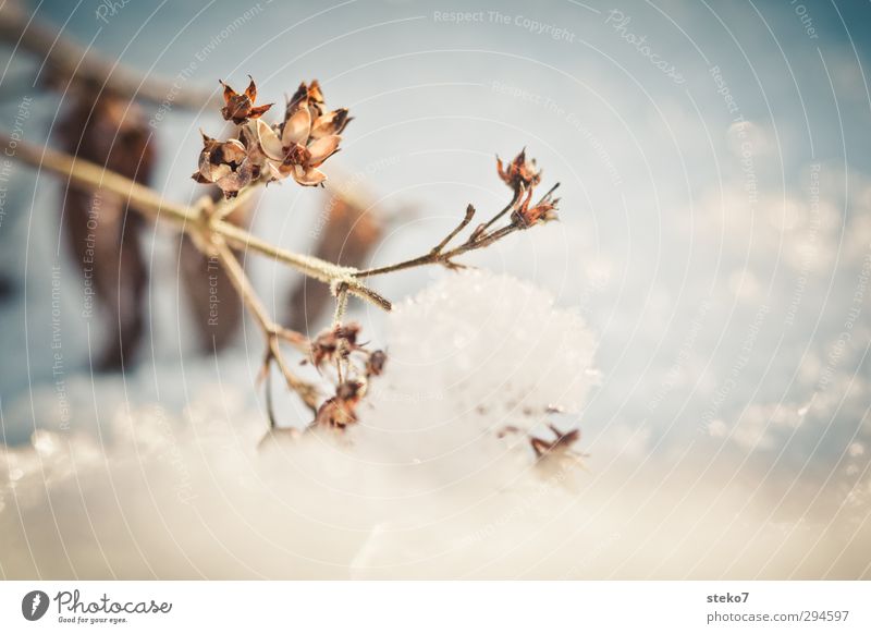 aktuelles Frühblüher-Bild Winter Landschaft Klimawandel Schnee Pflanze dehydrieren alt kalt trocken braun weiß Überleben Vergänglichkeit Wandel & Veränderung