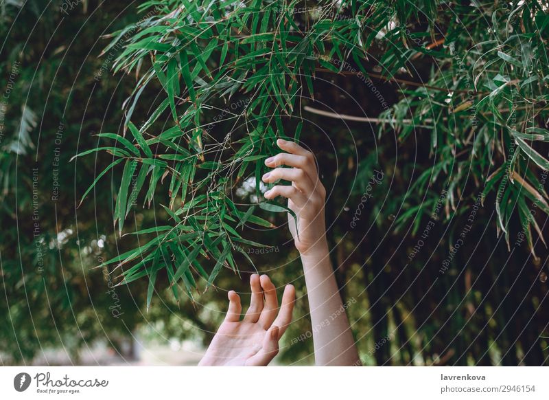 Hände greifen nach Bambuszweigen Erreichen Finger Wald Frau Jahreszeiten Baum Außenaufnahme Sommer Garten Hintergrundbild Hand Pflanze grün Natur