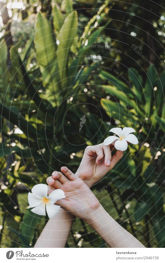 Hände halten plumeria Blumen in den Händen im tropischen Wald Beautyfotografie Blüte gesichtslos Frangipani frisch Garten Gras grün Hand Blatt Natur
