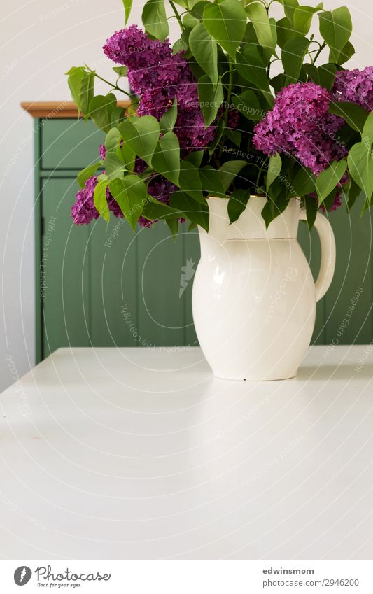 Flieder aus Opas Garten Innenarchitektur Dekoration & Verzierung Wohnzimmer Sträucher Fliederbusch Vase Blühend Duft Erholung Blick verblüht authentisch einfach