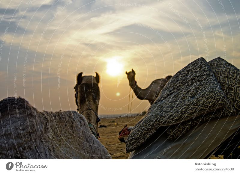 camels Umwelt Natur Landschaft Himmel Wolken Sonne Sonnenaufgang Sonnenuntergang Sonnenlicht Wetter Schönes Wetter Wärme Dürre Wüste Pushkar Rajasthan Indien