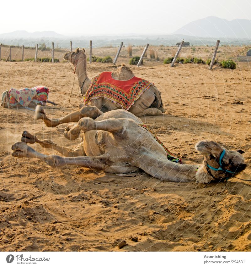 Camel down!! Umwelt Natur Landschaft Pflanze Erde Sand Himmel Sonnenaufgang Sonnenuntergang Wetter Schönes Wetter Berge u. Gebirge Wüste Pushkar Rajasthan