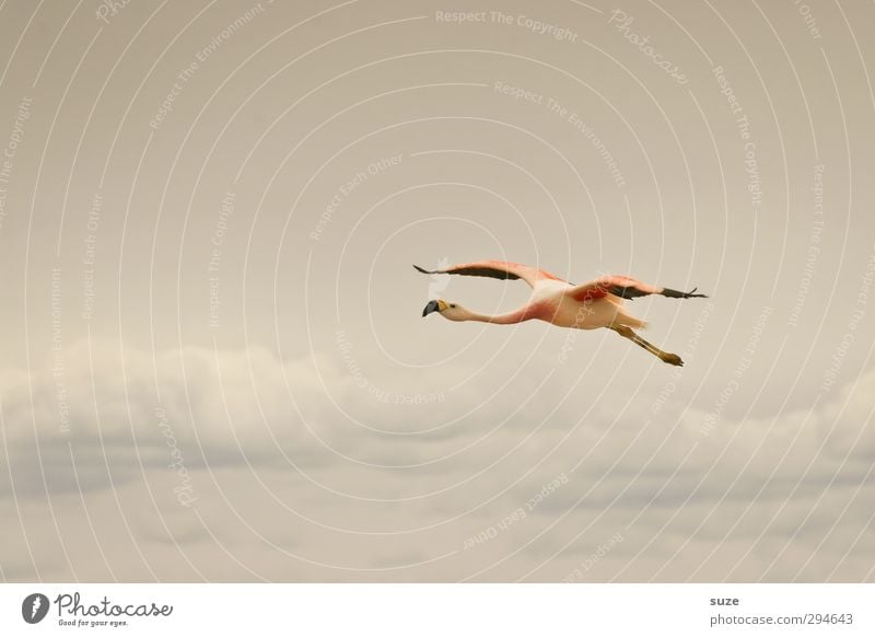 Ab in den Süden exotisch Sommer Umwelt Natur Tier Urelemente Luft Himmel Wolken Klima Schönes Wetter See Wildtier Vogel Flamingo fliegen hell rosa Chile