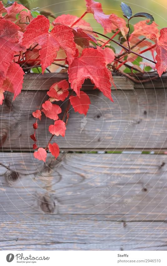 Weinblätter im Herbst rote Weinblätter Herbstlaub Holzwand Holzstruktur rustikal Holzbretter dekorativ Dekoration herzförmig Herzform Herbstblätter
