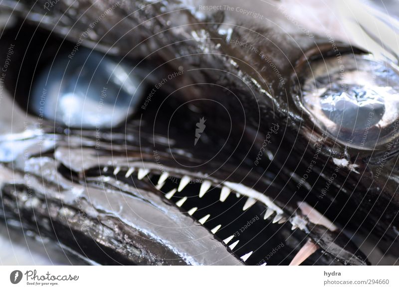 Fischauge XXL Ernährung Bioprodukte Fischereiwirtschaft Auge Zähne Tier Totes Tier Tiergesicht Markrele Degenfisch Schlangenmarkele 2 Blick Aggression