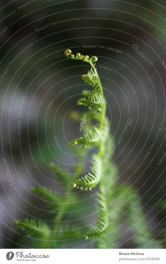 Lichtblick | Entwicklung Umwelt Natur Pflanze Sommer Efeu Wachstum ästhetisch dunkel grün Vorfreude Blattknospe Farnblatt Lichteinfall Grünpflanze Waldboden