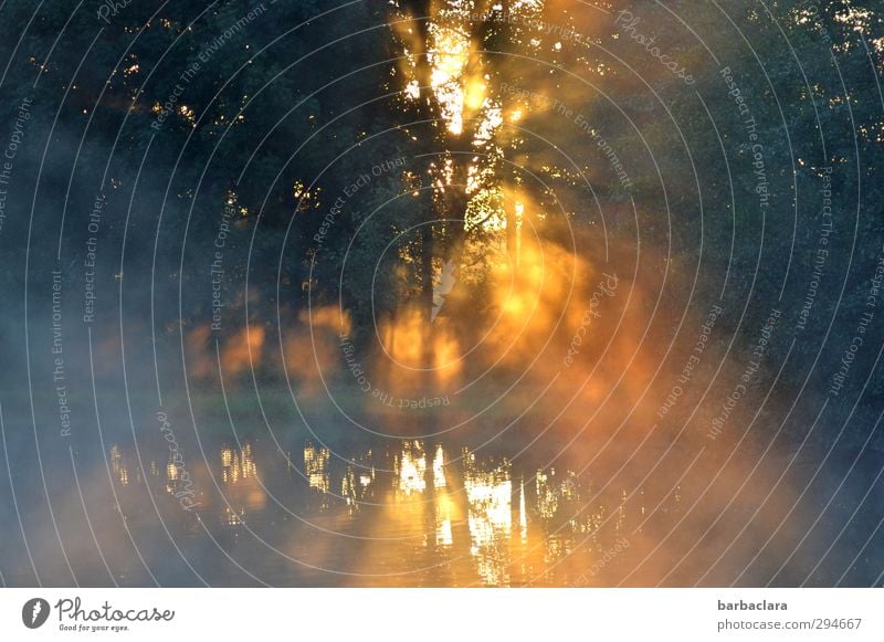Lichtblick | Sonne vertreibt Dunkelheit Natur Wasser Nebel Park Wald Seeufer Teich leuchten außergewöhnlich fantastisch hell gelb gold Gefühle Stimmung Kraft