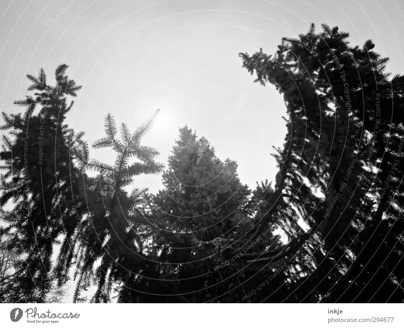 Der Wald lebt! | Lichtblicke Umwelt Himmel Sonne Sonnenlicht Klima Wetter Nebel Baum Tannenzweig Fichtenwald Baumkrone Nadelbaum Wachstum bedrohlich dunkel groß