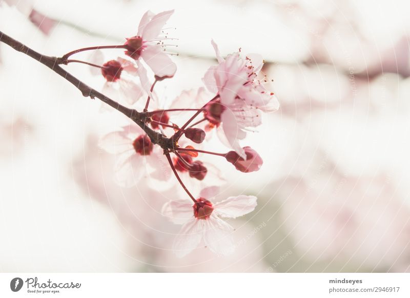 Kirschblüten Natur Pflanze Frühling Zweige u. Äste Blühend Duft Wachstum ästhetisch frisch hell natürlich rosa Frühlingsgefühle Leben Hoffnung Umwelt Farbfoto
