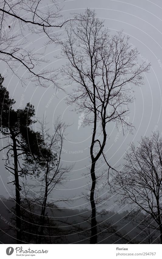 Nebelwald Umwelt Natur Landschaft Pflanze Himmel Herbst Klima Klimawandel schlechtes Wetter Baum Wald Hügel Menschenleer Erholung gehen genießen Traurigkeit