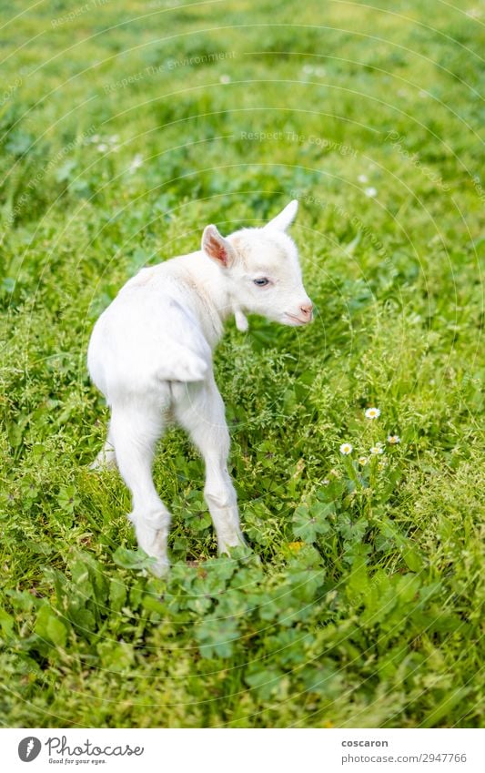 Porträt einer kleinen Ziege auf dem Gras Freude Ferien & Urlaub & Reisen Sommer Kind Baby Natur Tier Frühling Blume Garten Park Wiese Feld Dorf Kleinstadt