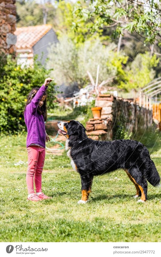 Kleines Mädchen trainiert einen Berner Sennenhund Lifestyle Freude Glück schön Freizeit & Hobby Spielen Sommer Garten Bildung Kind Lehrer Azubi Hochschullehrer