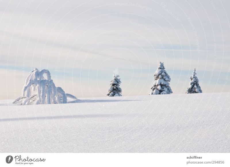 4 sind einer zuviel Natur Landschaft Wolken Winter Schönes Wetter Eis Frost Schnee Pflanze Baum Sträucher Hügel Schneebedeckte Gipfel außergewöhnlich kalt weiß