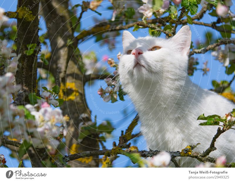 Kater im Apfelbaum Natur Frühling Baum Blüte Katze 1 Tier beobachten genießen schön natürlich Neugier weiß Zufriedenheit Frühlingsgefühle Tierliebe Farbfoto