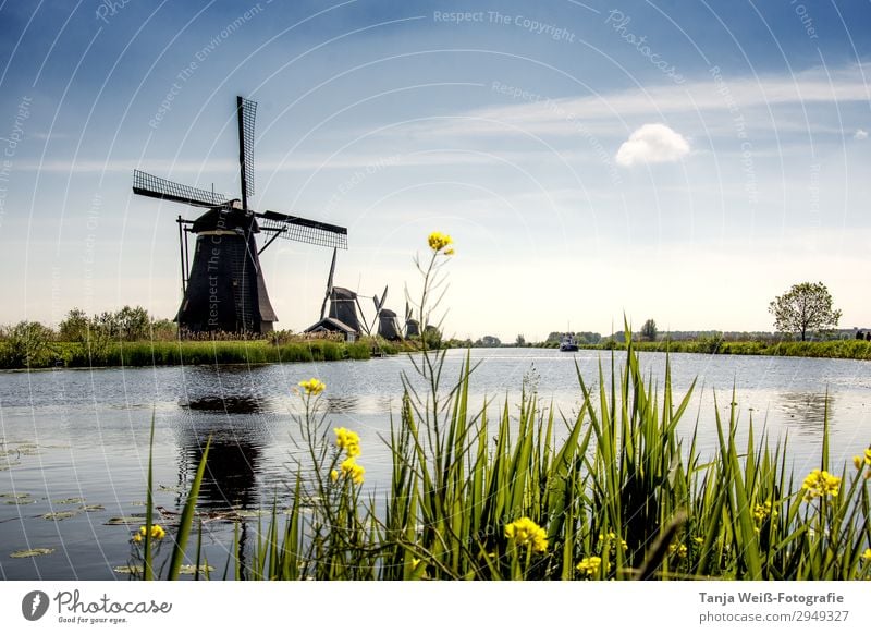 Windmühle in Holland Landschaft Wasser Himmel Sonnenlicht Frühling Flussufer Menschenleer ruhig Farbfoto Außenaufnahme Textfreiraum oben Tag Zentralperspektive
