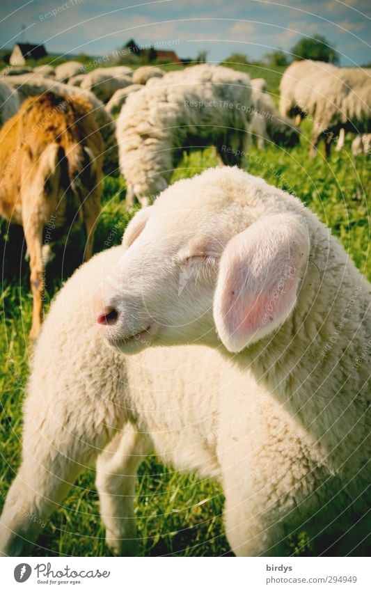 Lamm in der Herde auf frischer Weide. Ostern. Osterlamm Schafherde Landwirtschaft Natur Frühling Sommer Schönes Wetter Wiese Nutztier Tiergruppe Tierjunges