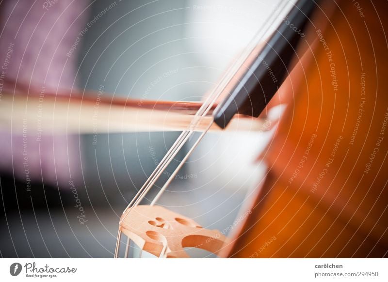 Musik Spielen Cello Kontrabass Streichinstrumente Bogen Saite Saiteninstrumente musizieren Musikinstrument Musikschule Musikunterricht Farbfoto Innenaufnahme