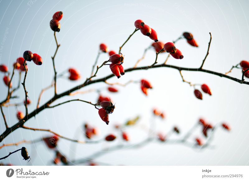 Farbe ! Herbst Sträucher Wildpflanze Hagebutten Zweig Wachstum dick dünn lang natürlich rot Natur Frucht Fruchtstand kahl verzweigt Bogen Farbfoto Außenaufnahme