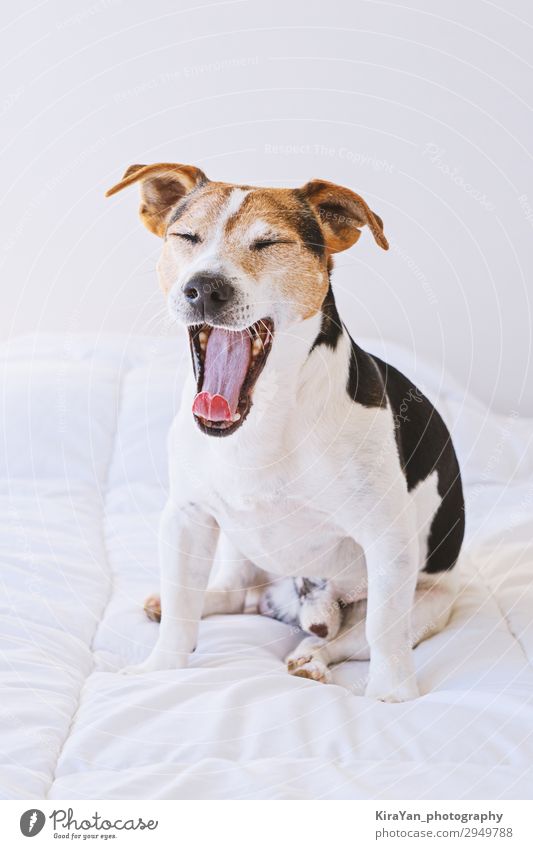 Bezaubernder süßer Hundewelpe, der auf weißem Bett gähnt. Glück schön Gesundheitswesen Erholung Schlafzimmer Mann Erwachsene Mund Tier Pelzmantel Haustier