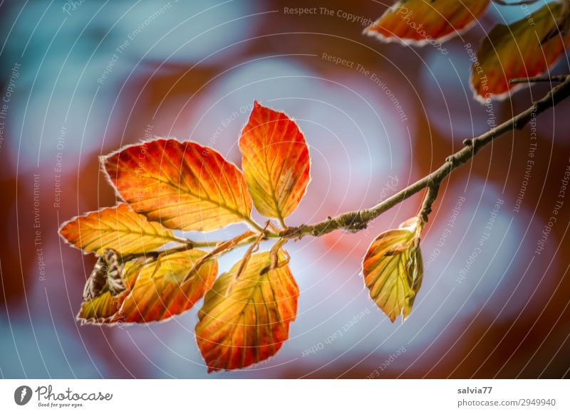 leuchtende Blätter Umwelt Natur Pflanze Himmel Herbst Klima Baum Blatt Buche Buchenblatt Zweige u. Äste Park Wald Wachstum Wandel & Veränderung Herbstfärbung