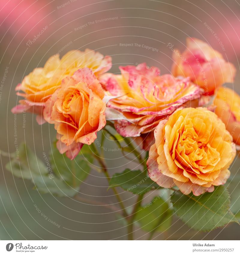 Orange Rosen - Blumen elegant schön Wellness Leben harmonisch Wohlgefühl Zufriedenheit Sinnesorgane Erholung ruhig Meditation Spa Tapete Feste & Feiern