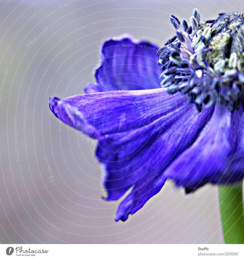 violettblaue Anemone Kronen-Anemone Anemonen Blüte blühende Anemone verblüht vergänglich Vergänglichkeit blühende Blume blaue Blume Frühlingsblume dunkelblau