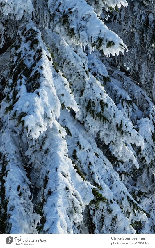 Von wegen.... Umwelt Natur Pflanze Winter Klima Schönes Wetter Eis Frost Schnee Baum Zweig Tanne Tannenzweig Wald frieren hängen kalt nass natürlich grün weiß