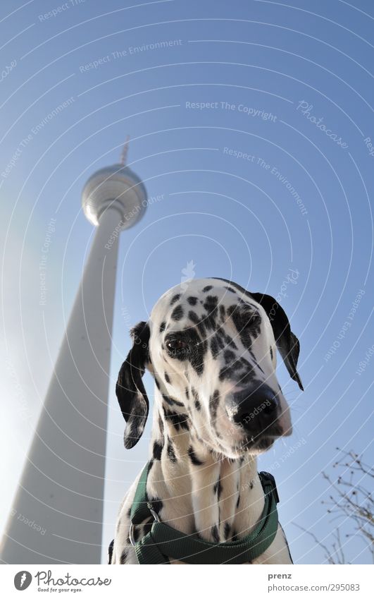 best friend Hauptstadt Stadtzentrum Turm Bauwerk Haustier Hund 1 Tier blau weiß Dalmatiner Rassehund Fernsehturm Berliner Fernsehturm Farbfoto Außenaufnahme