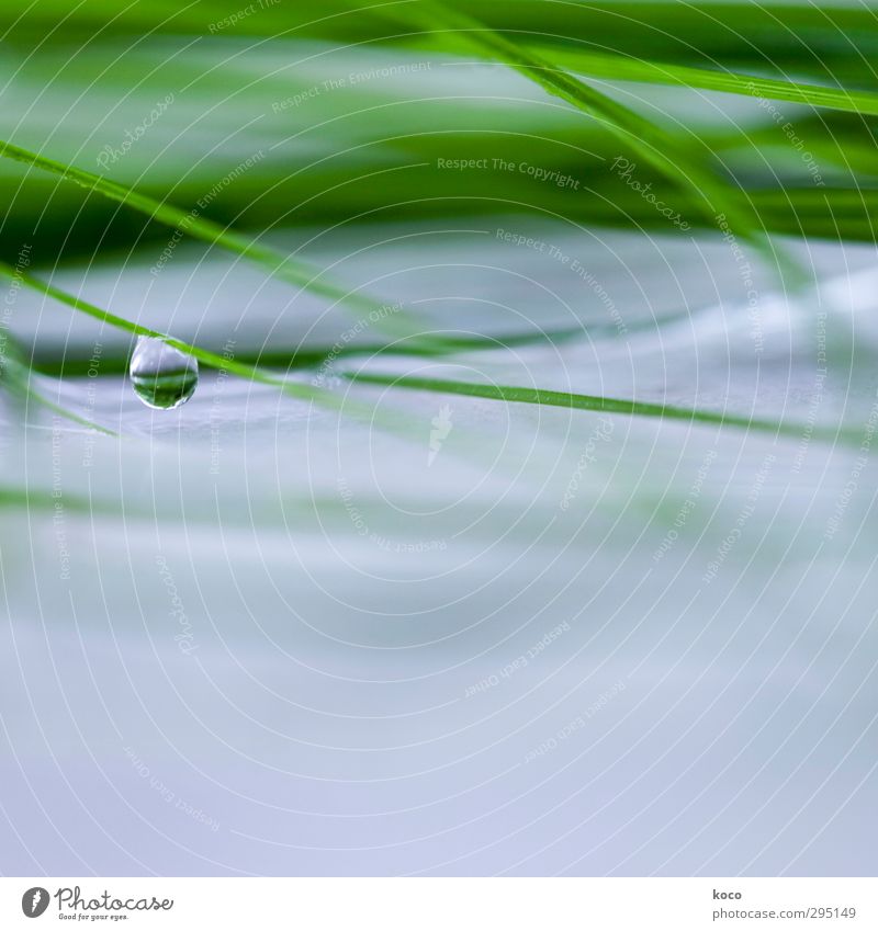 as tears go by schön Wellness Leben Natur Wasser Wassertropfen Frühling Sommer Regen Pflanze Gras Blatt Linie Netzwerk Tropfen hängen träumen Traurigkeit