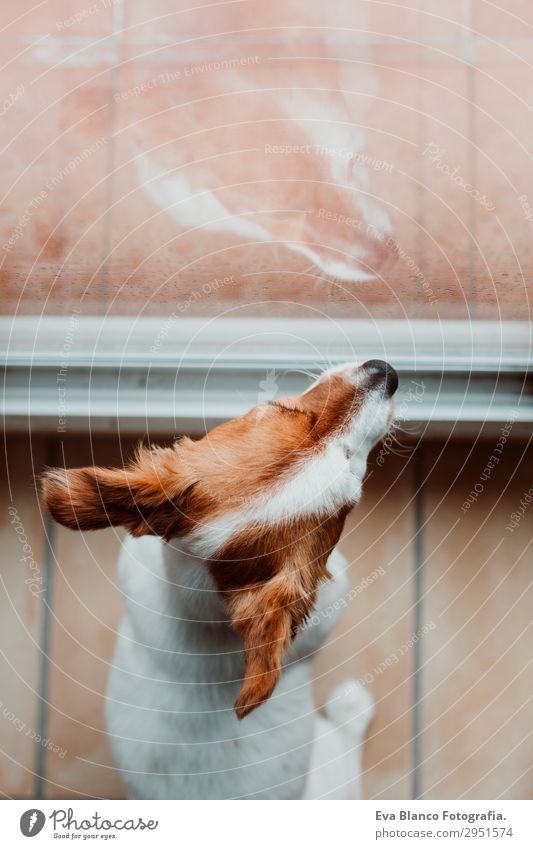 süßer kleiner Hund sitzt am Fenster. Regentag Lifestyle schön Winter Haus Raum Tier Wassertropfen Wolken Gewitterwolken Frühling Herbst Wetter Haustier 1