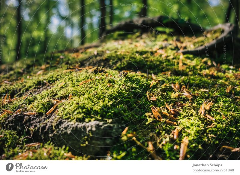 Moos im Wald Nahaufnahme Natur Landschaft Pflanze Frühling Wachstum grün Mai Sachsen Moosteppich Waldboden bewachsen weich Sonnenstrahlen Farbfoto Außenaufnahme