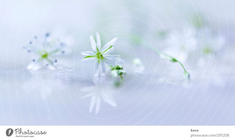 fein und leicht und weiß und blau schön Wellness Leben harmonisch Wohlgefühl Erholung Duft Pflanze Luft Wasser Stern Frühling Sommer Blume Blatt Blüte Glas