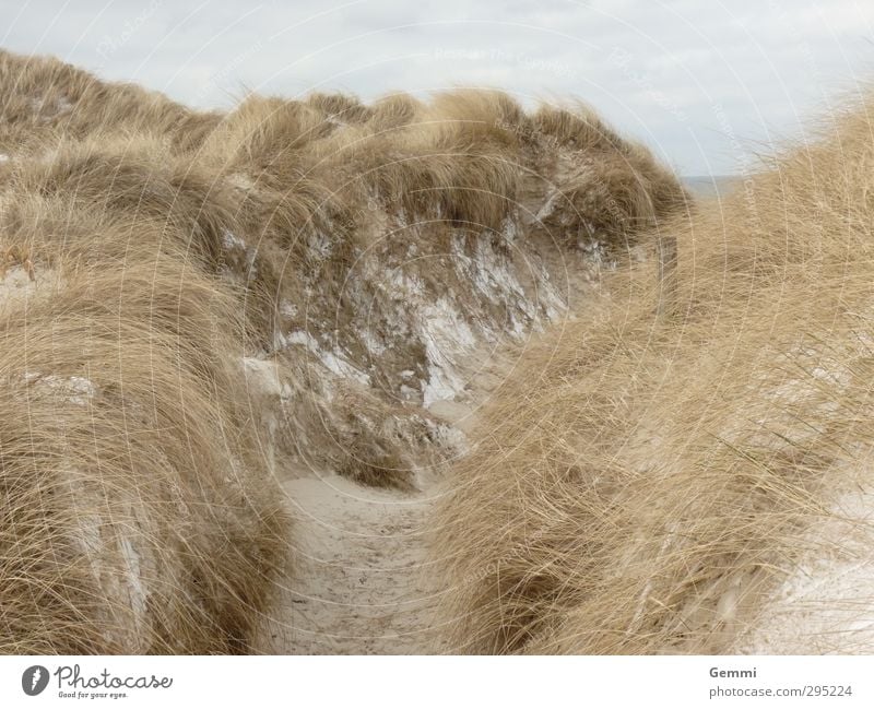 Dünenwinter Umwelt Natur Landschaft Pflanze Erde Sand Wolken Frühling Eis Frost Schnee Gras Strandhafer Küste Nordsee Insel Amrum Wege & Pfade Erholung braun